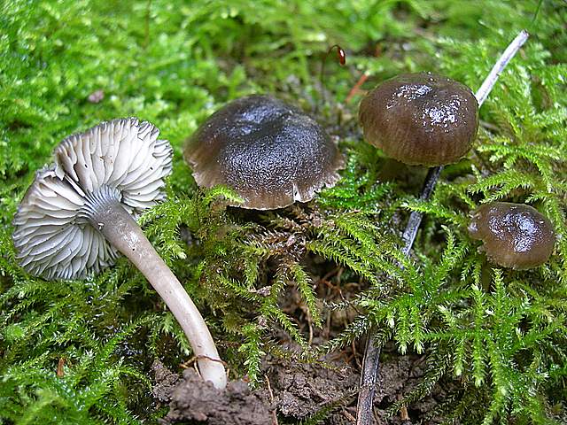 Camarophyllopsis atrovelutina  (Romagn.)  Argaud